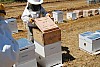 hive plastmas-17.jpg hive plastmas-17.jpg